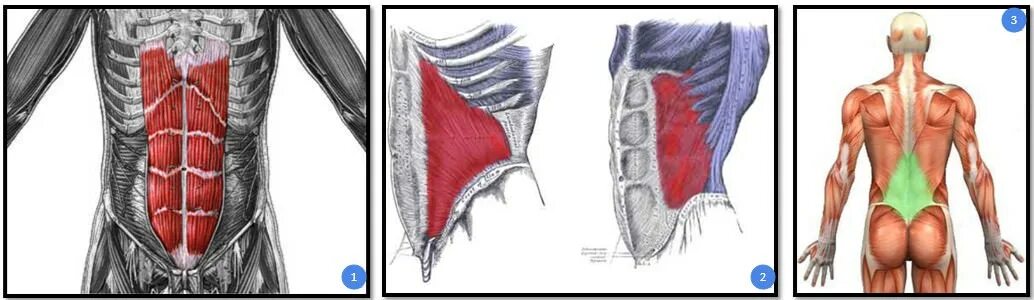 Прямые мышцы живота у мужчин. Мышцы пресса анатомия сбоку. Косые мышцы живота анатомия. Наружная косая мышца живота. Наружные косые мышцы живота анатомия.