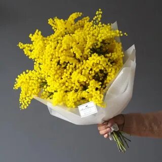 Как сохранить букет мимозы