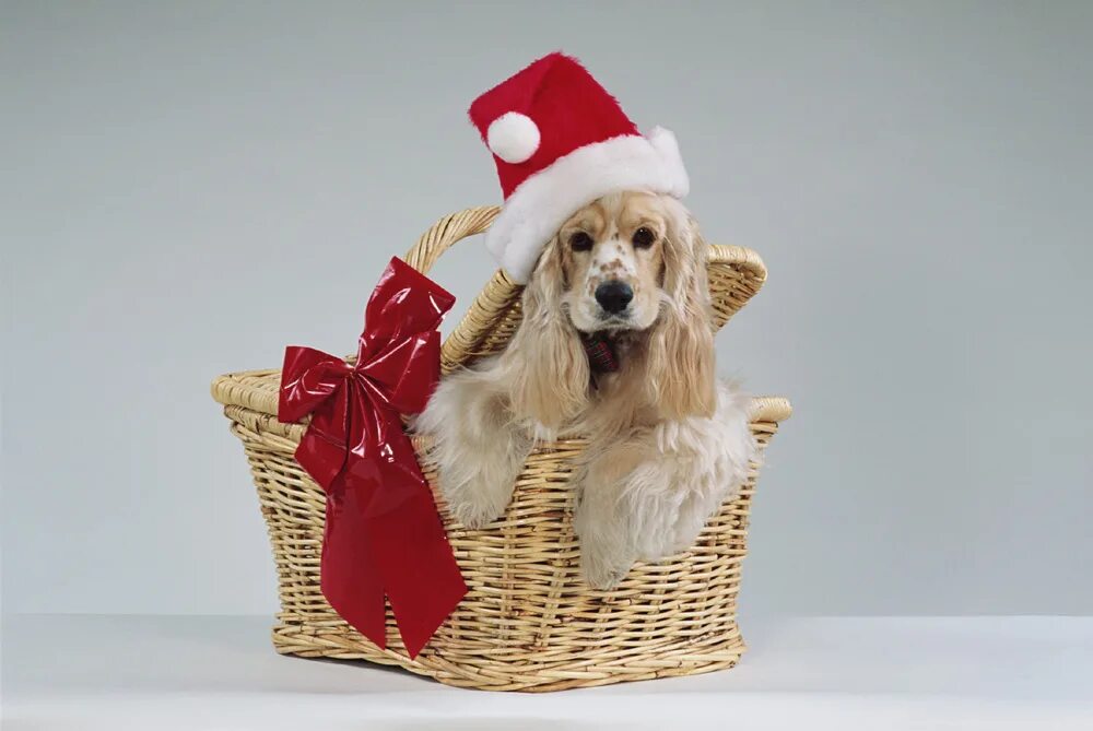 итальянский художник marcello corti собаки. поздравление собаки с новым годом. новый год. новогодняя собака. здравствуй новый год собаки.