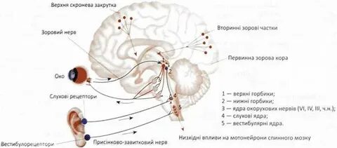 Зрительно ориентировочный рефлекс