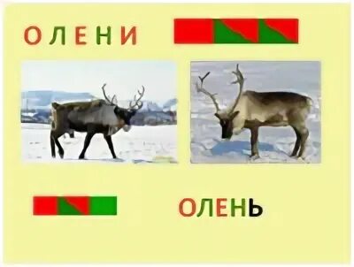 Существительное к слову олень