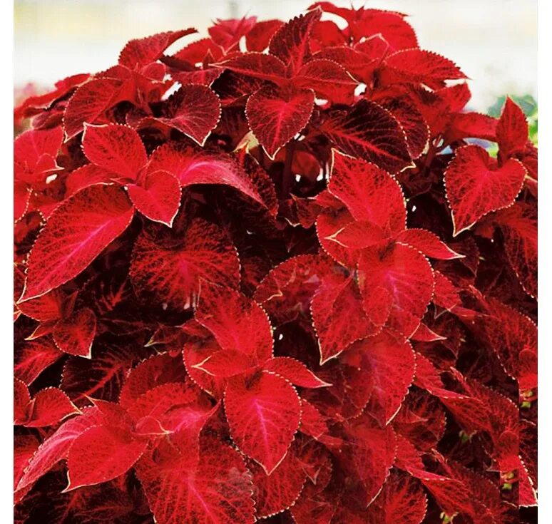 coleus-red-coat - Хризантемы, астры, колеусы, мята и многолетники