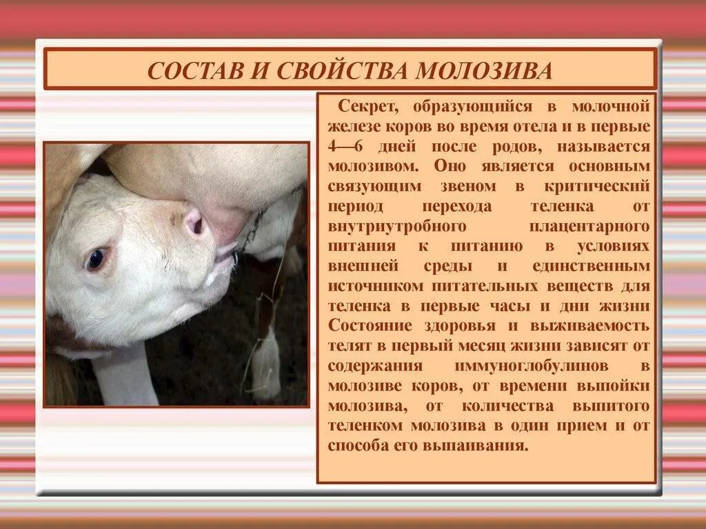 Схемы выращивания молодняка КРС. Молозиво и молоко у коровы. Состав молозива коровы.