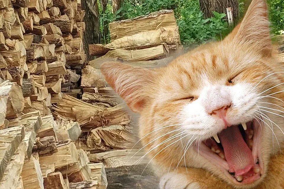 Загадка где кот. Найди кота. Кот на дровах. Дрова и котик. Найдите рыжего кота.