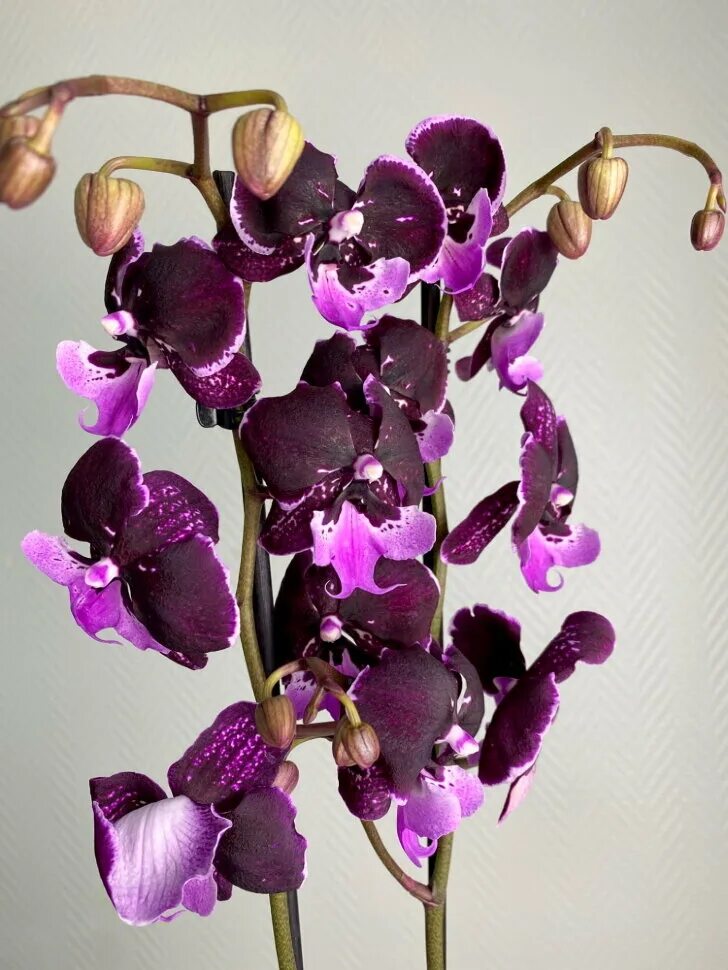 Обильное цветение моих орхидей на 14 июня 2018 часть 2 Flowering of my orchids О
