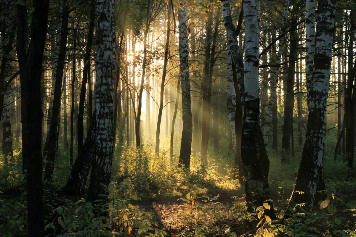 Березовый лес вечером. Березы на закате. Березовая роща ночью. Березовая роща ночью. Березовая роща якутии.