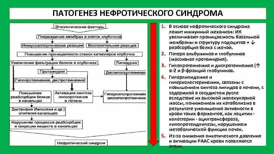 Нефритический Синдрпом патогенез. Нефритичнский синдром патогенез. Механизм протеинурии при нефротическом синдроме. Схема патогенеза клинических проявлений нефротического синдрома.