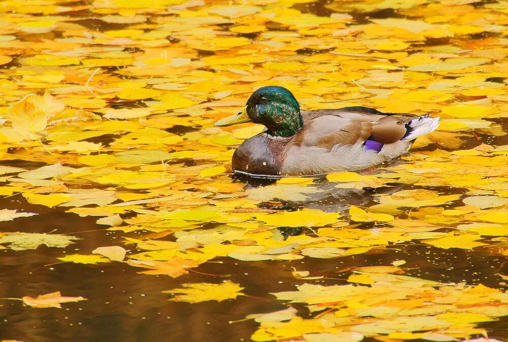селезень кряквы осенью. утки осень. утки осень. уточки в пруду. осенняя утка кряква.