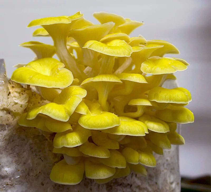 Вёшенка лимонная (Pleurotus citrinopileatus). Лимонная вешенка ильмак. Вешенка лимонная(Golden Oyster h2502). Вешенка Золотая лимонная. Вешенка опята