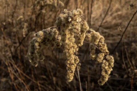 Dried plants