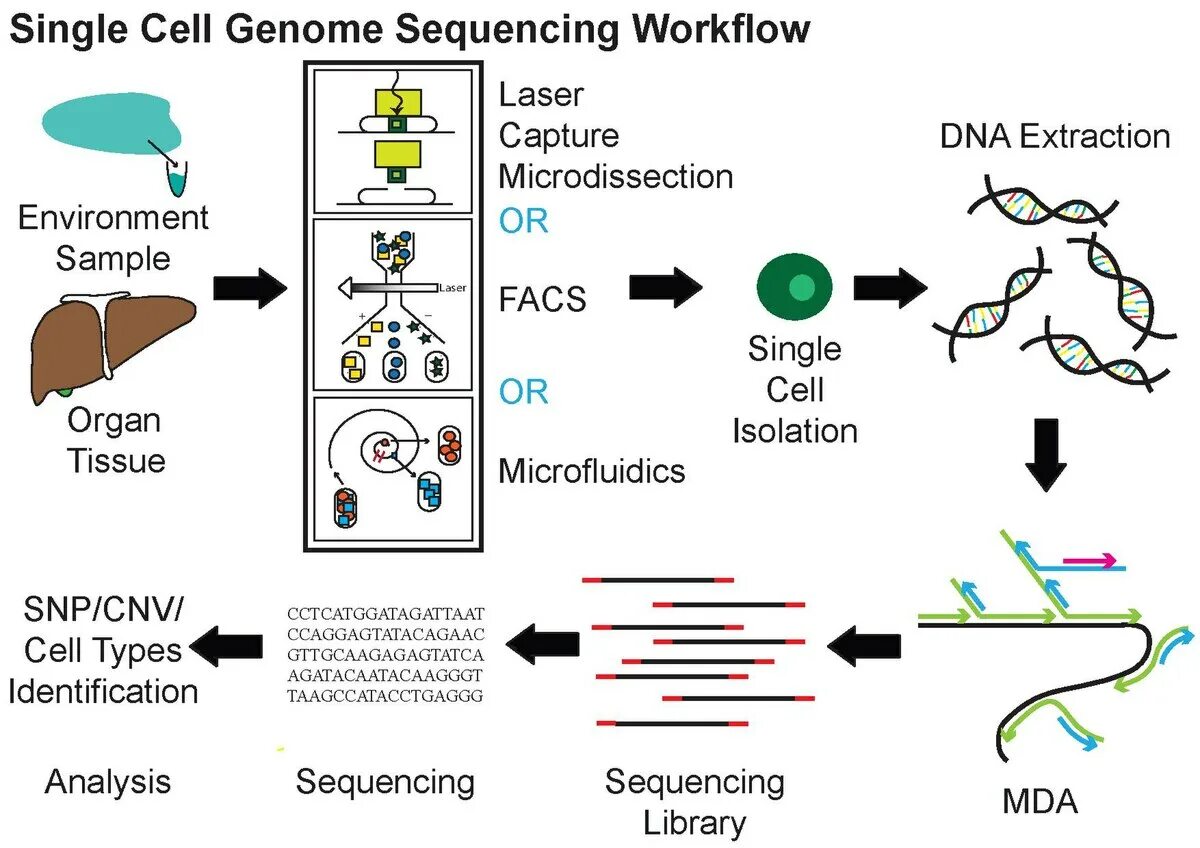 Single cell. Single Cell секвенирование. Single Cell sequencing. Illumina секвенирование. Genome sequencing.