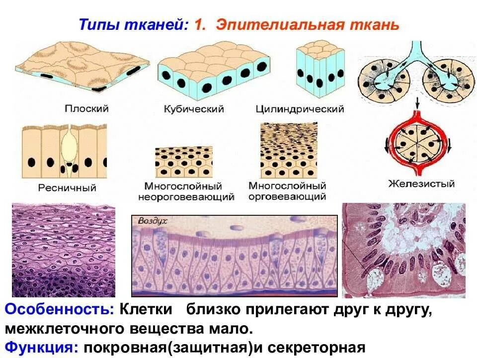 Какие функции эпителии