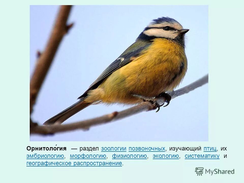 зоология животные. отделы зоологии. зоология изучает птиц. орнитология наука о птицах. орнитология это наука изучающая птиц.