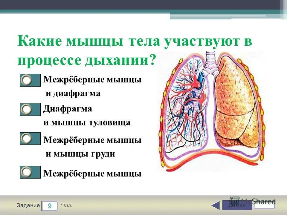 дыхание это обмен газов между. мышцы участвующие в дыхании. формирование физиологического и фонационного дыхания. акт вдоха и выдоха у человека. механизм дыхания.