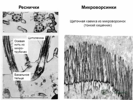 Строение ресничек и микроворсинок