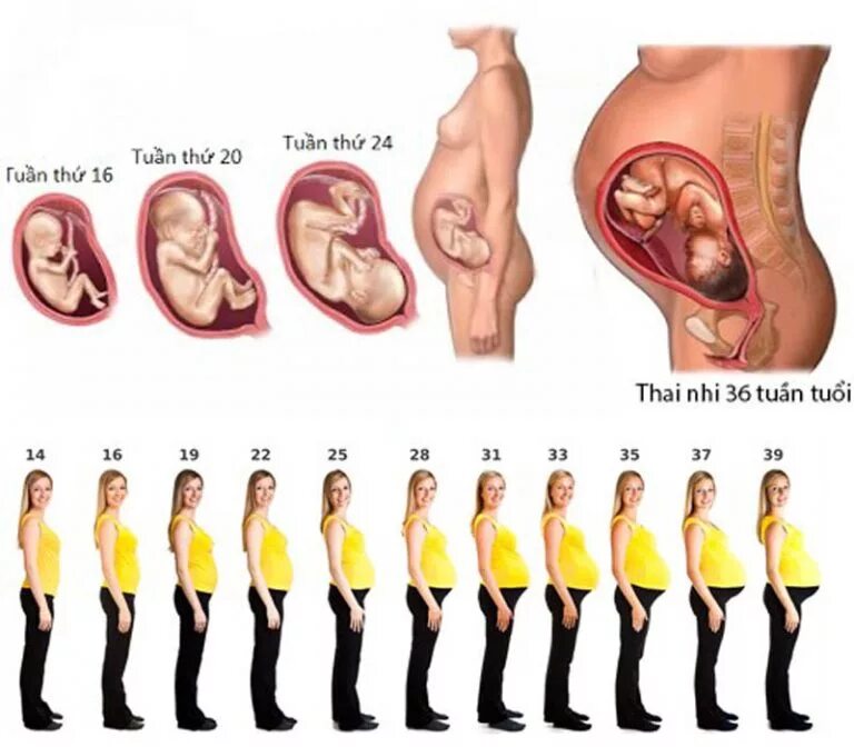 21 неделя назад. HFRTS 8 week fetus.