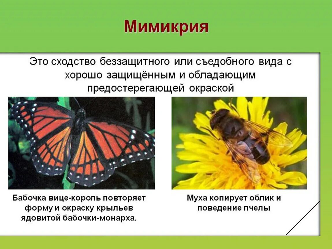Адаптации организмов Мимикрия. Бабочка ленточник Мимикрия. Бабочка вице Король. Мимикрия это в биологии. В чем сходство и различие бабочек