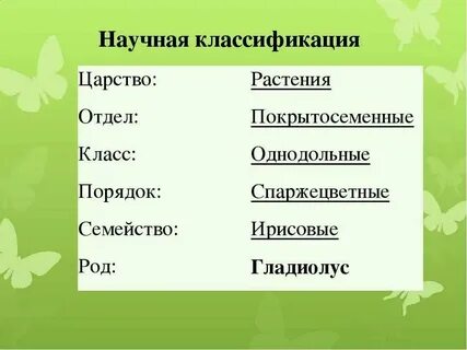 Систематика пальмы