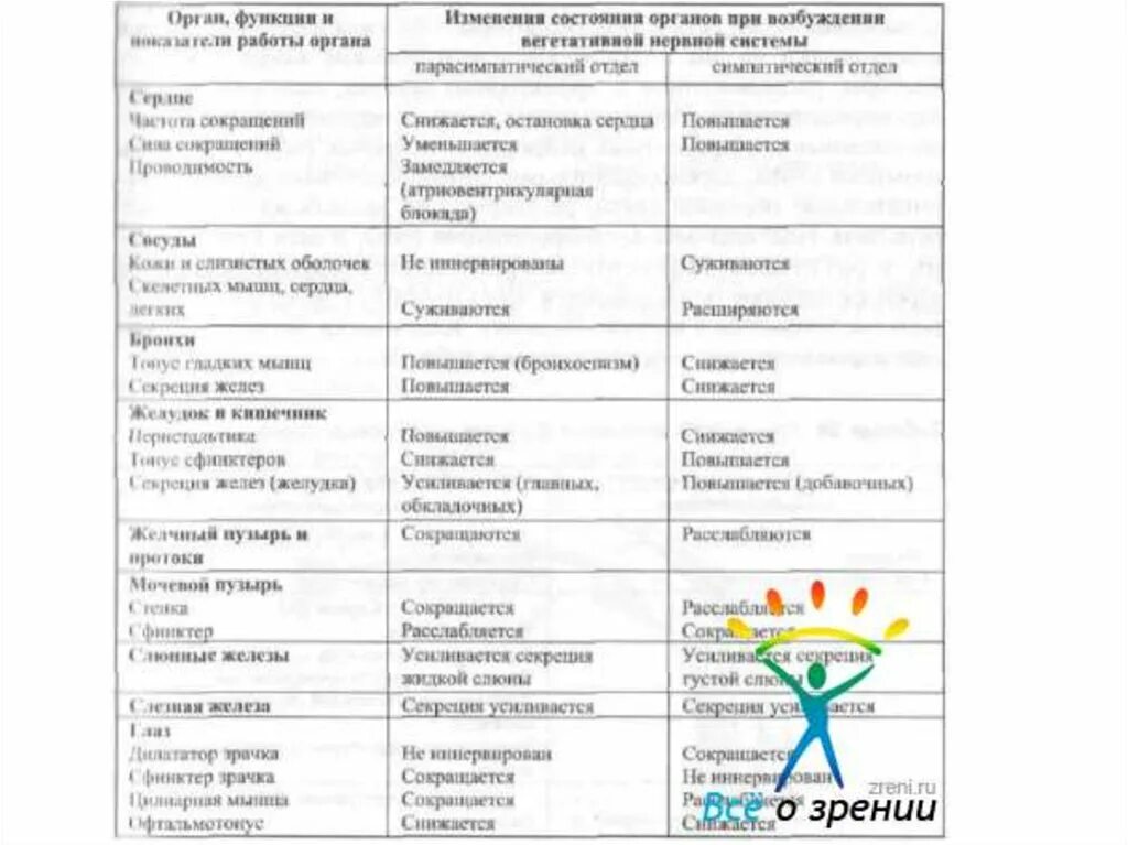 Заполнить таблицу работа отделов вегетативной нервной системы. Функции отделов вегетативной нервной системы таблица. симпатическая и парасимпатическая нервная система таблица. функции симпатической и парасимпатической нервной системы таблица. таблица по биологии вегетативной нервной системы.