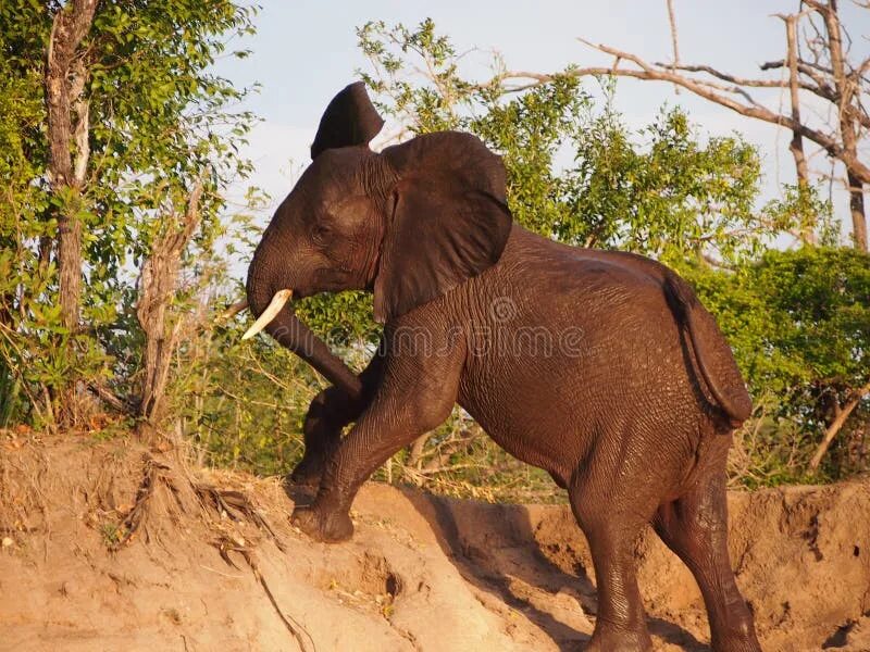 An elephant can climb. Слон залез на дерево. Слон лезет на дерево. Слоны карабкаться по деревьям.