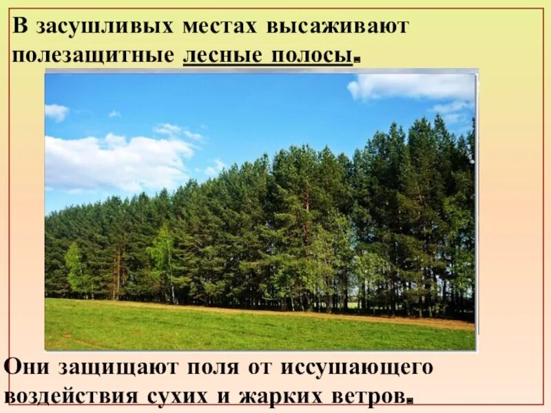 Создание полезащитной лесной полосы. Полезащитные лесные полосы. лесополосы в борьбе с засухой. схемы полезащитных лесных полос. значение лесополос.
