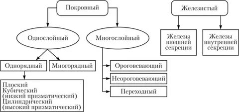 Структурно логическая схема эпителиальная ткань