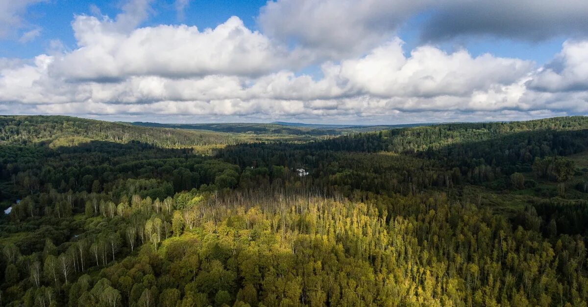 Тайга красноярского края. Река таежная красноярский край. Тайга река красноярск. Тайга красноярского края. Тайга река енисей.
