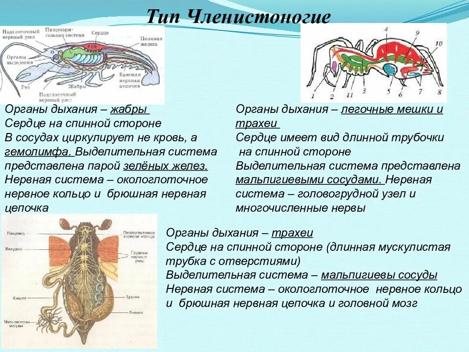 Строение тела беспозвоночных. Строение беспозвоночных животных. Презентация по зоологии. Зоология кратко для ЕГЭ.