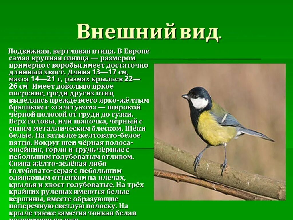 Доклад про синицу. Синица презентация. Описание синички. Синица описание птицы.