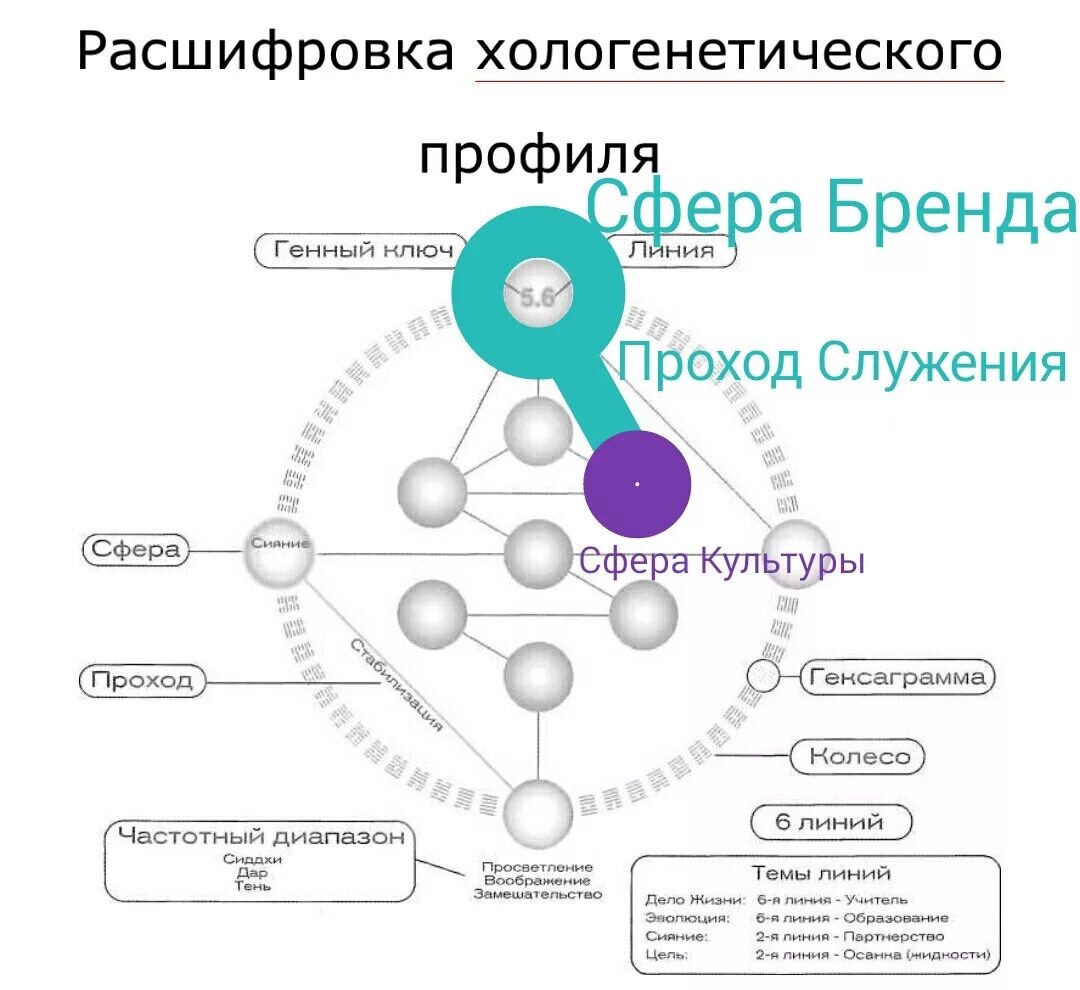 Генные ключи расшифровка. Генные ключи. Генные ключи сферы. Таблица генных ключей. Линии генных ключей.