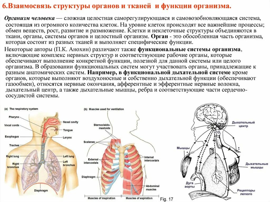 Взаимосвязь структур органов и тканей. Взаимосвязь строения и функций органов. Системы органов организма человека. Взаимосвязь систем организма. Системы органов человека состав и функции