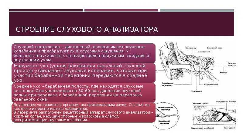 Строение и функции слухового. Анатомия животных строение слухового анализатора. Строение строение слухового анализатора. Строение слухового анализатора и его функции у животных. Строение слухового анализатора млекопитающих.