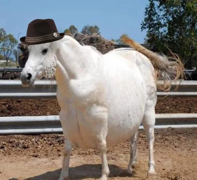 упитанная лошадь. самые толстые лошади. жирная лошадь. толстая лошадь. жеребец толстого.