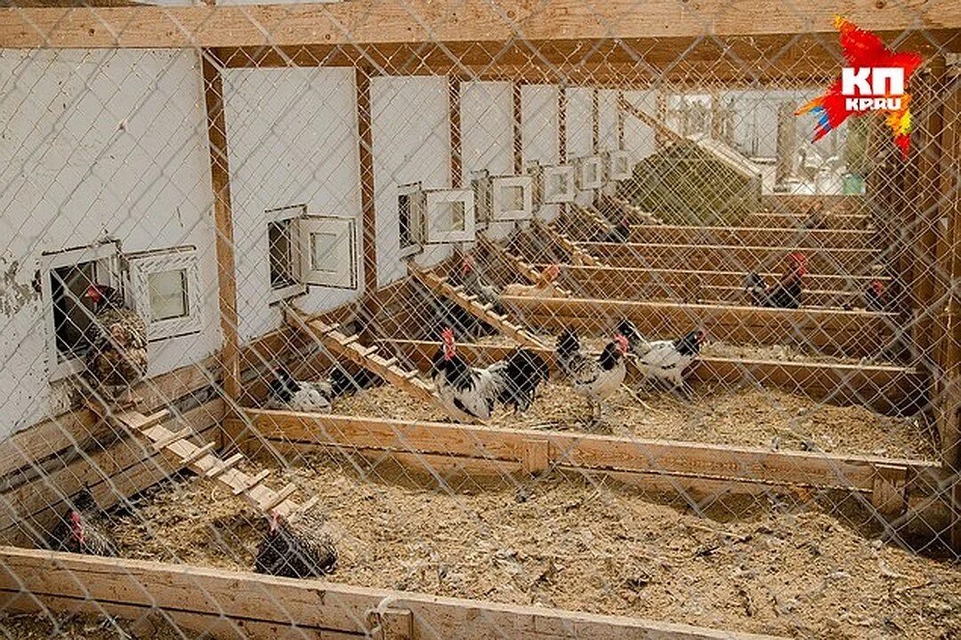 Содержание птицы на личном подворье