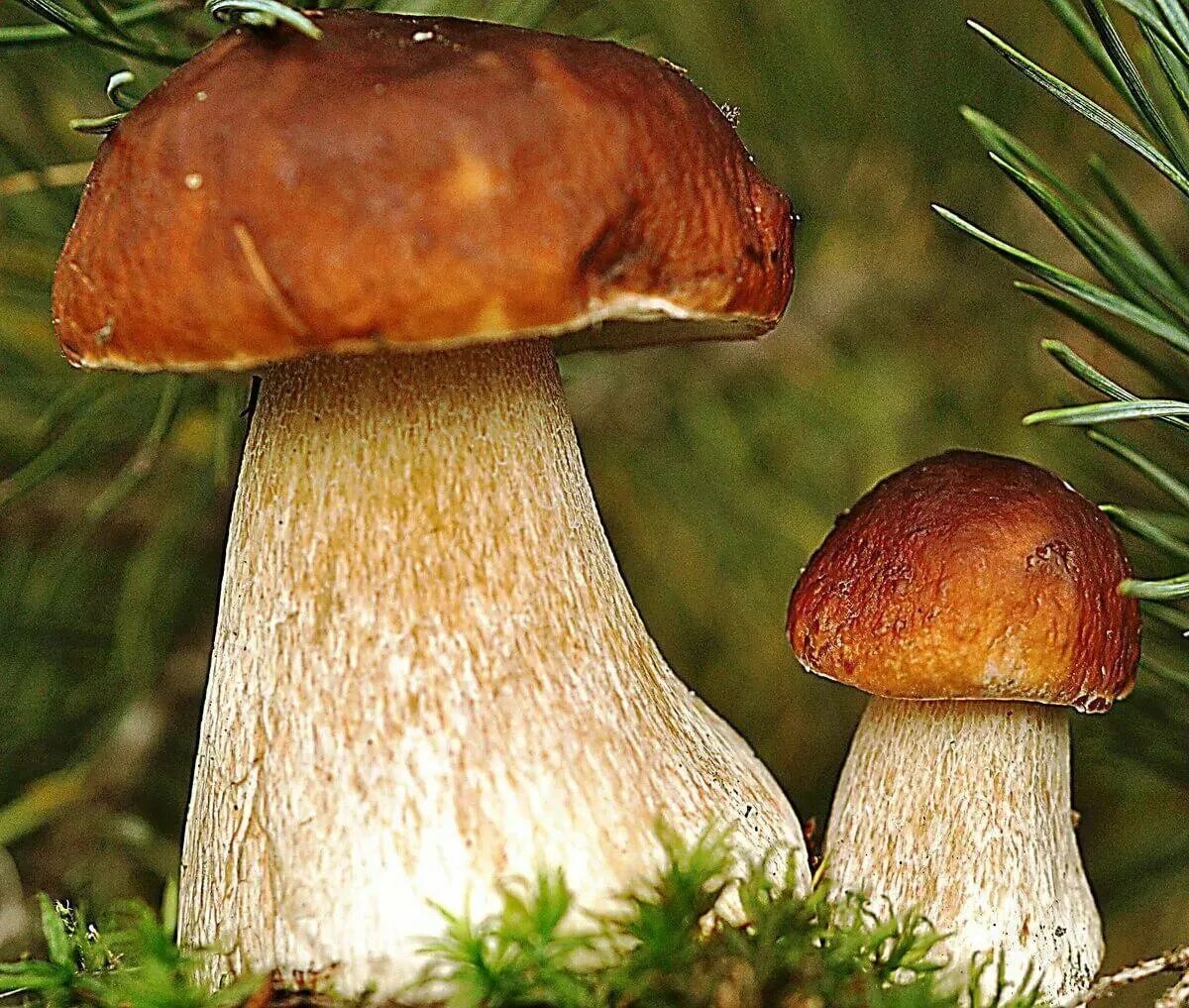 Гриб. Лесные грибы. Грибы белый гриб. Красивые белые грибы.