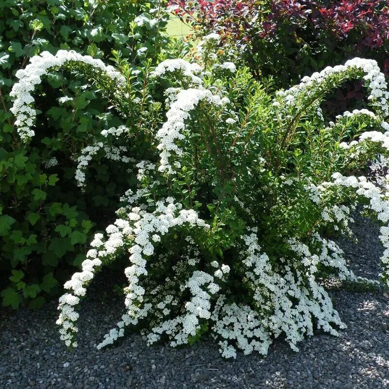 Спирея ниппонская. Спирея nipponica Snowmound. Спирея ниппонская Spiraea nipponica Snowmound. Спирея серая ниппонская. Спирея декоративные кустарники фото