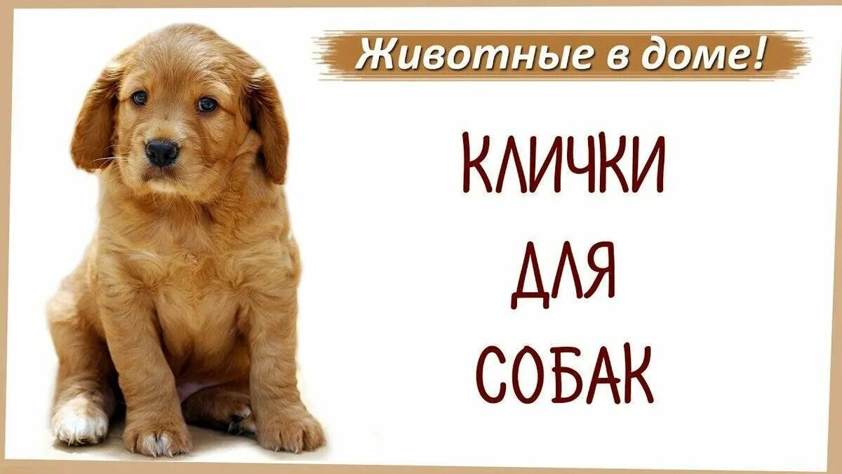 Имена для собак. Имена для собак мальчиков. Кличка. Имя для щенка мальчика. Собачья кличка на букву