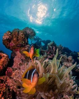 Покажи красное море