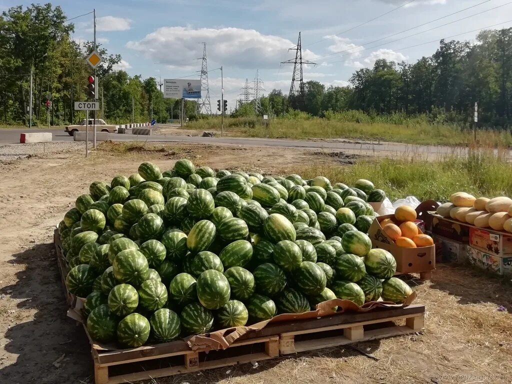 Арбузов курск. Бахча курск арбуз. бахча тамань. кизляр бахча. дынная бахча.
