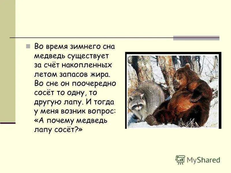 Сонник медведь к чему снится женщине. Сонник медведь к чему снится. Снится медведь женщине. Медведь во сне к чему снится женщине.