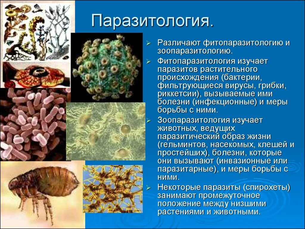 Бактерии паразиты животных. Паразинтол. Простейшие микроорганизмы. Паразитология классификация паразитов.