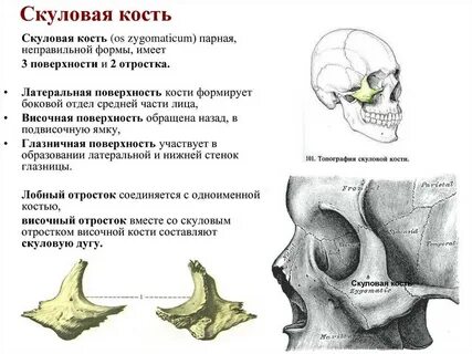 Костные дуги