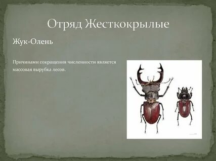 Значение жесткокрылых