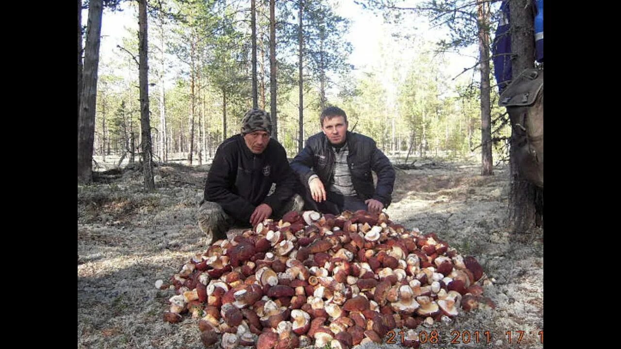 Где на земле грибы бывают выше деревьев. Грибы в тайге. белые грибы в тайге. грибы в тайге большие.