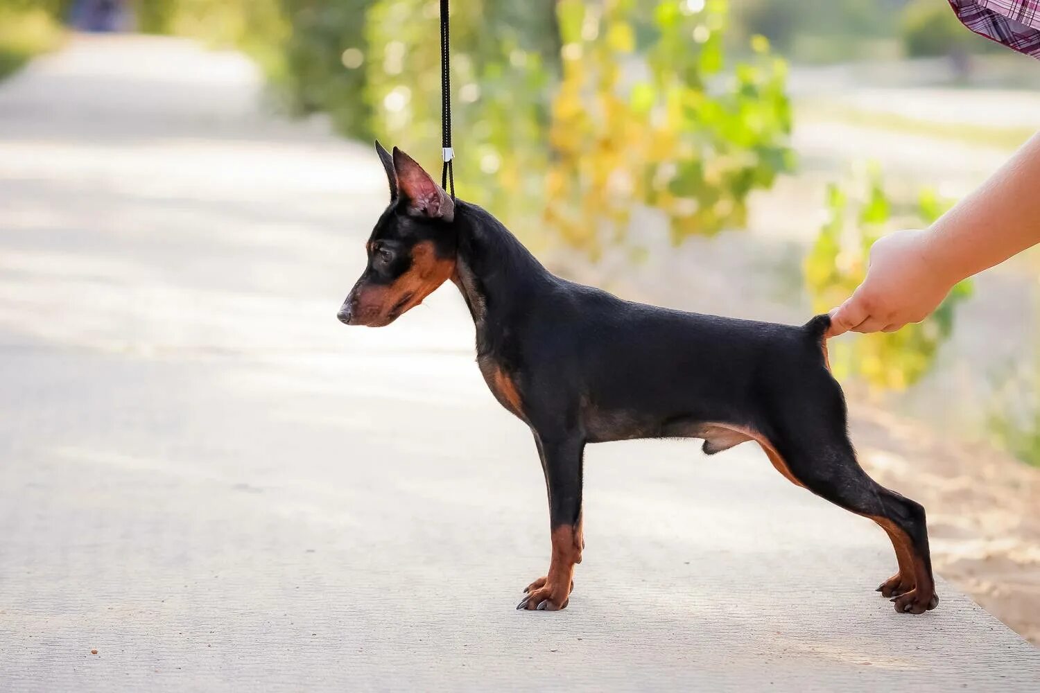 Карликовый пинчер некупированный. Доберман-пинчер некупированный. Цвергпинчеркупировка ушей. Цвергпинчер купирование. Цвергпинчер купирование.