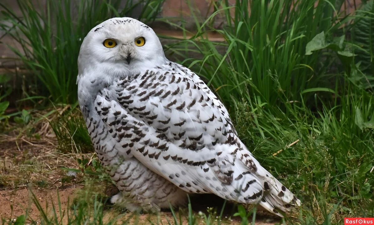 полярная сова меланист. полярная сова размах крыльев. полярная сова остров врангеля. полярная сова птица. полярная сова в тундре.