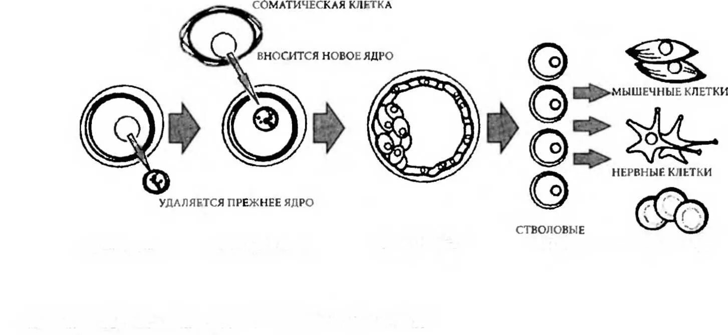 Метод пересадки ядер клонирование. Пересадка ядер соматических клеток. Метод пересадки ядер соматических клеток в яйцеклетки. Перенос ядер соматических клеток. Пересадка ядер клеток эмбрионов