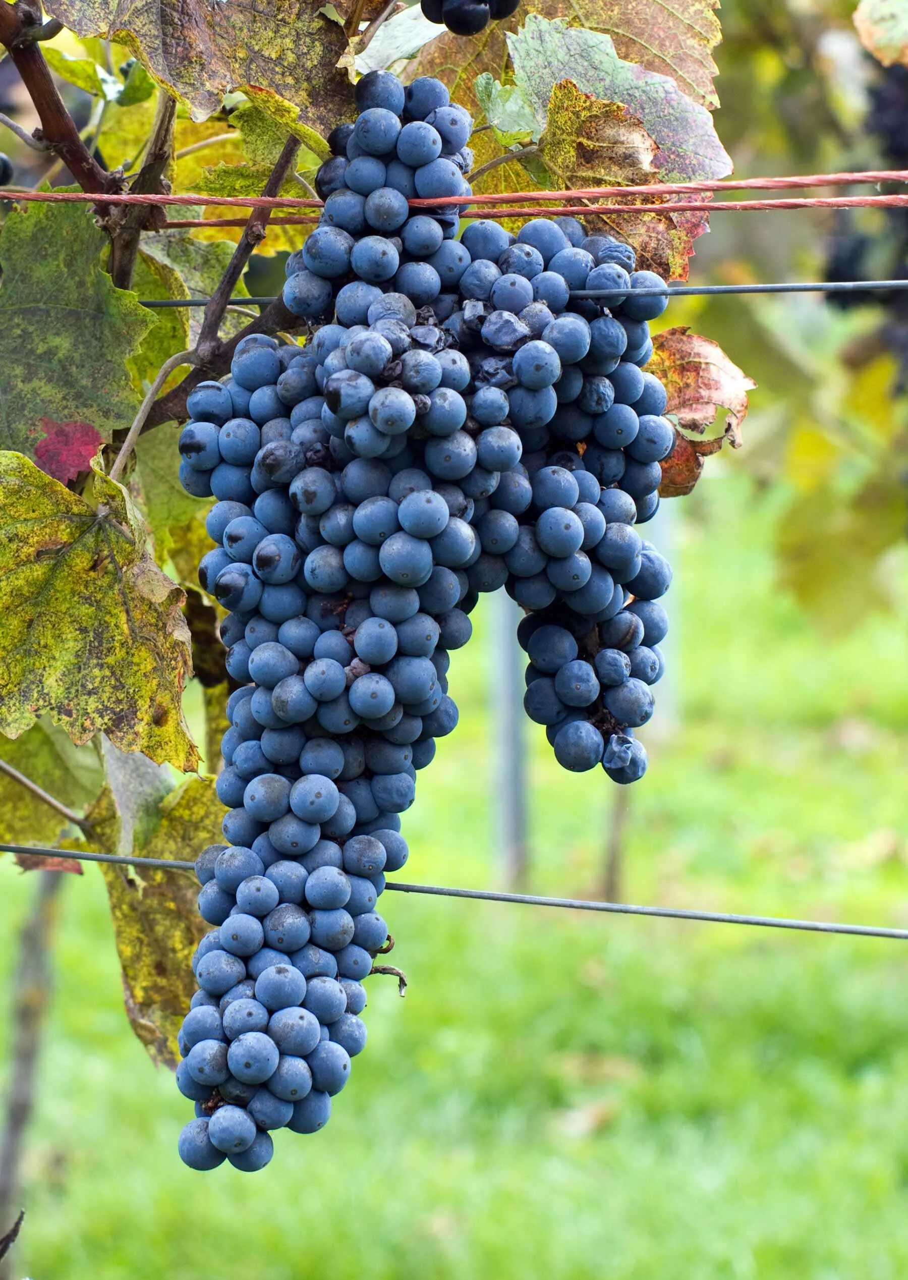 Лучшие сорта винограда фото Growing grapes from a seed and growing grapes graveyard keeper. Growing grapes,