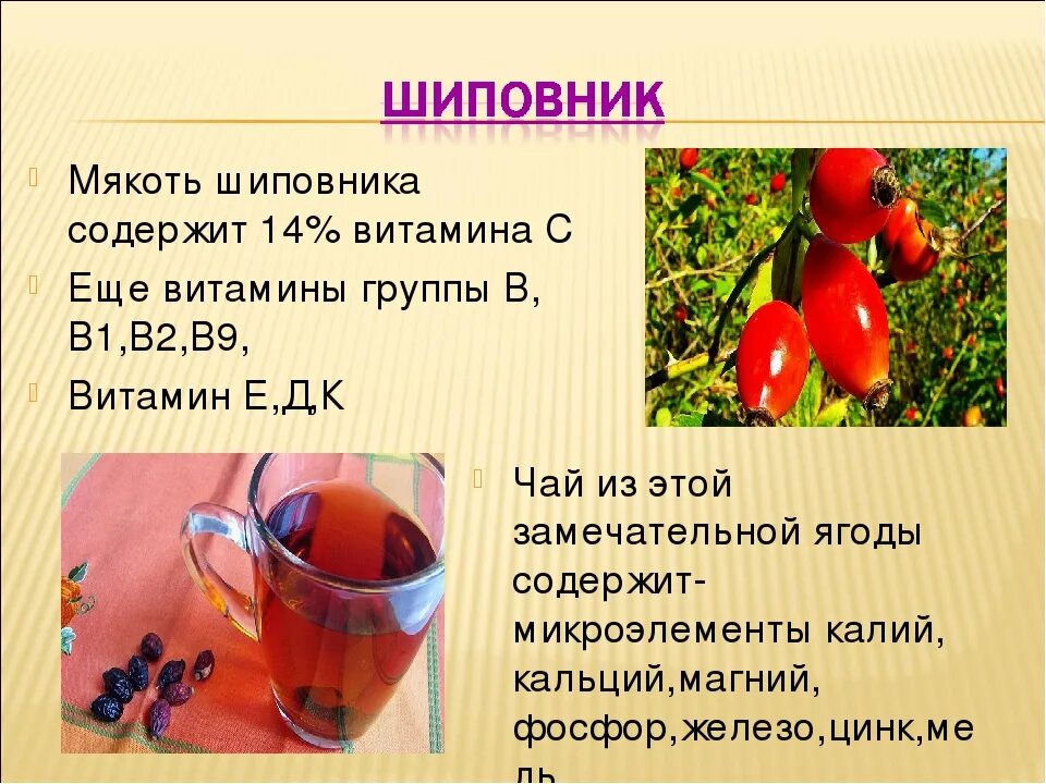 Сколько раз можно пить шиповник. Шиповник витамины. шиповник полезные витамины. в шиповнике содержится витамин. шиповник полезные свойства.