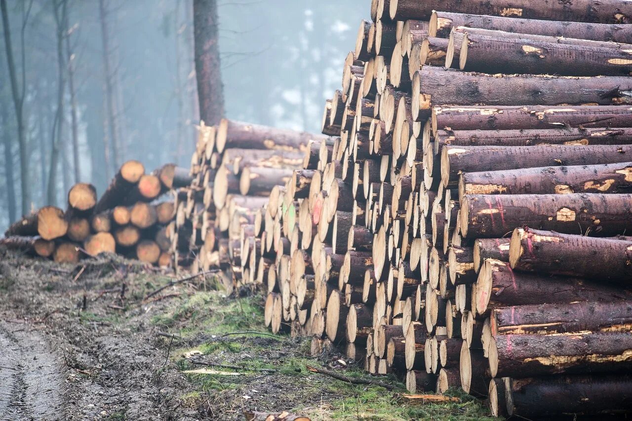 T me logs store. Лесная промышленность. Лес древесина. Лесопользование. Вырубка лесов.